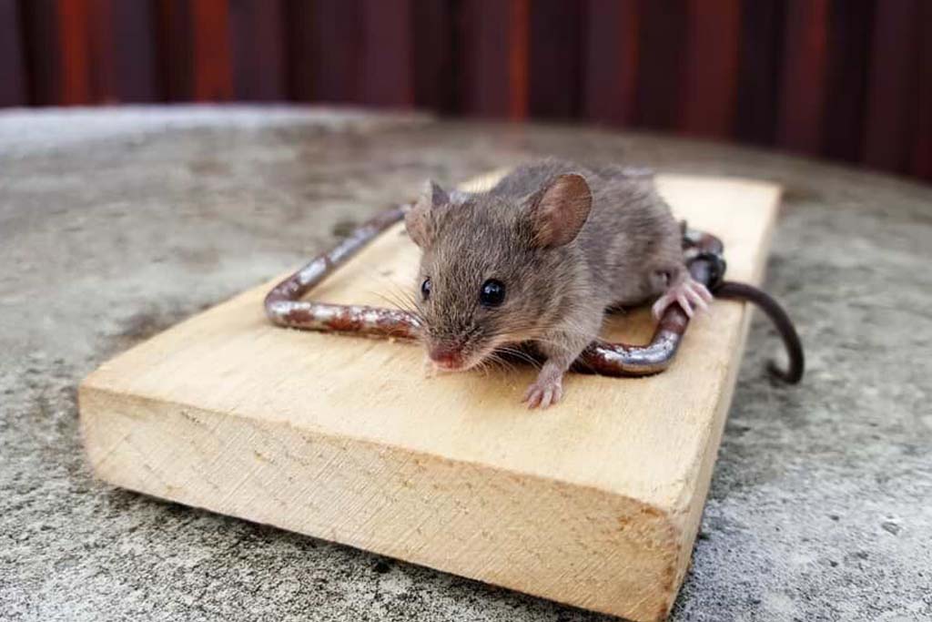 Mice and other pest inspections