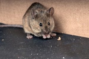 Dayton Home Inspection a huge rat