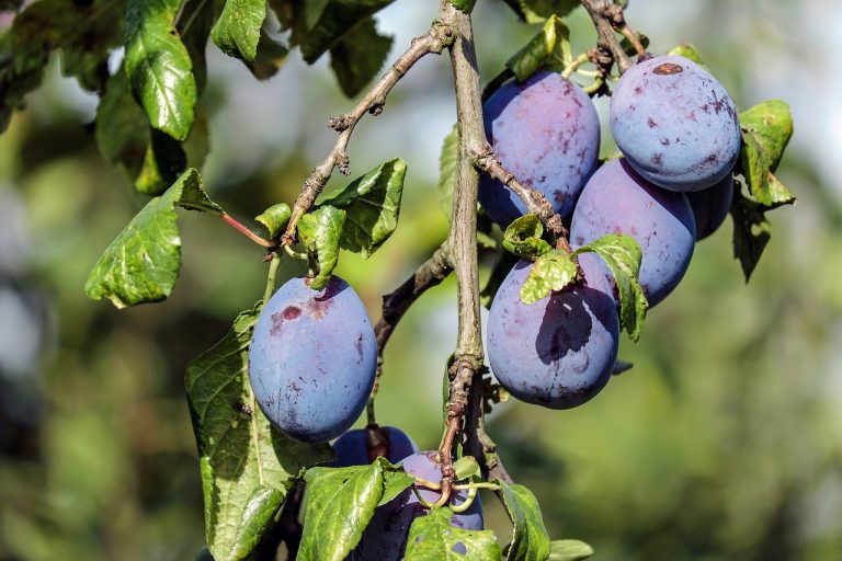 plum