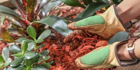Xeriscaping-5 Water-Conserving Landscaping Ideas