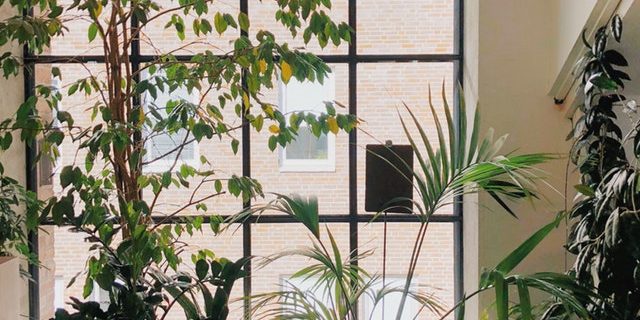 Do-you-know-which-house-plants-might-harm-your-pets