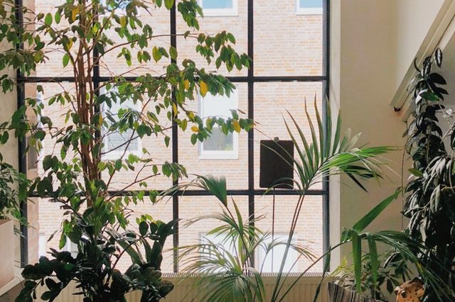 Do-you-know-which-house-plants-might-harm-your-pets
