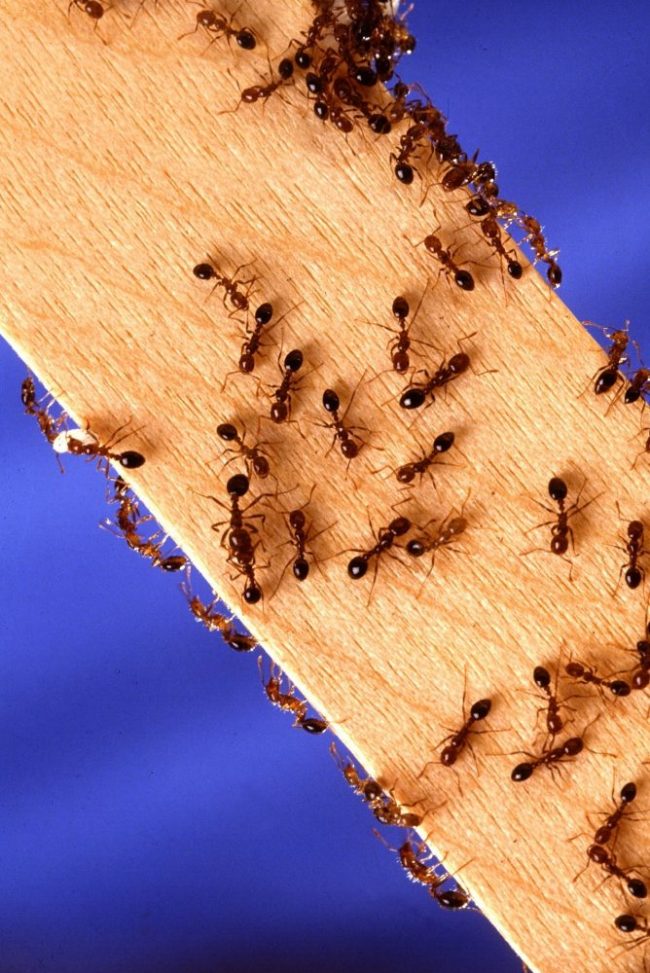 How-can-you-get-rid-of-an-ant-infestation-in-your-home