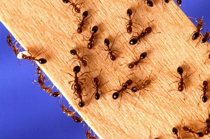 How-can-you-get-rid-of-an-ant-infestation-in-your-home