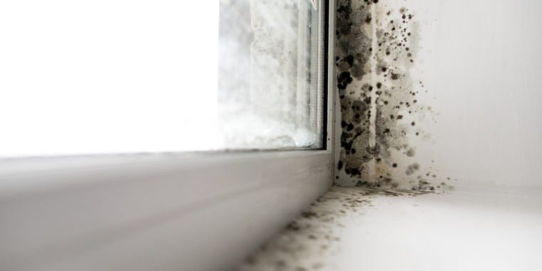 how-to-beat-mold-in-your-home