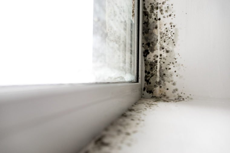 how-to-beat-mold-in-your-home