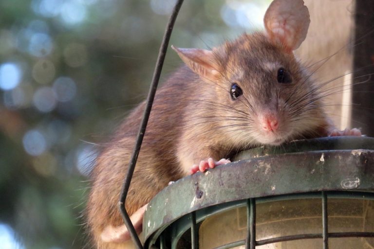 rodent-activity-wreaks-havoc-on-electrical-work