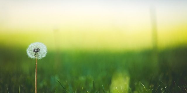 save-money-by-caring-for-your-own-lawn
