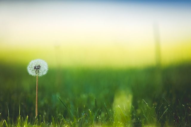 save-money-by-caring-for-your-own-lawn