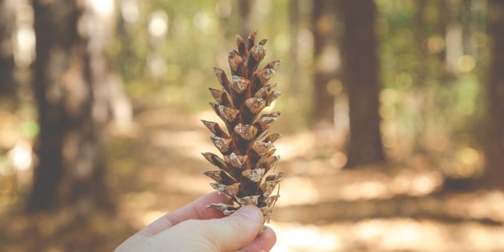 scoop-pinecones-off-your-yard-easily-with-a-pooper-scooper