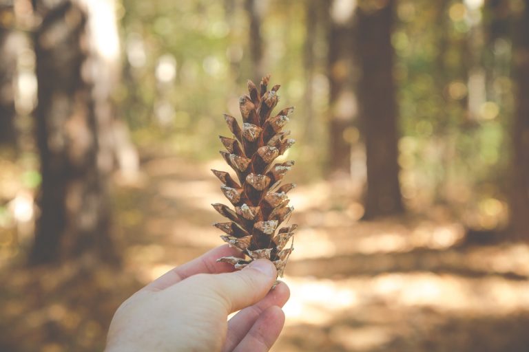 scoop-pinecones-off-your-yard-easily-with-a-pooper-scooper