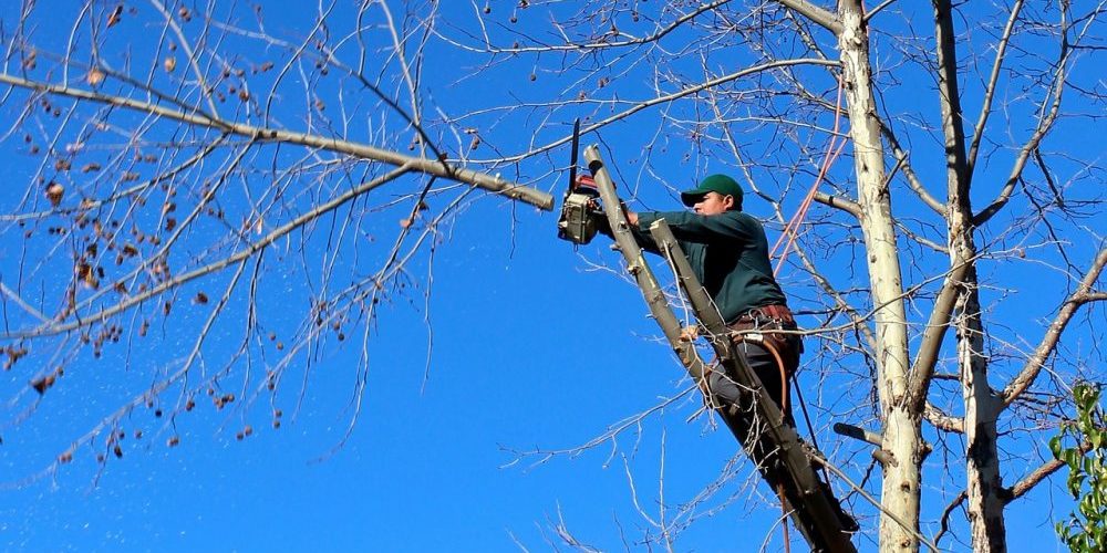 trim-your-trees-with-ease