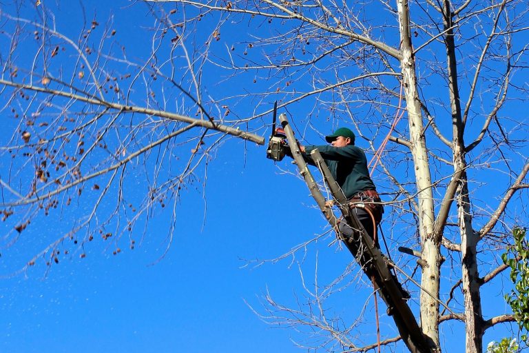 trim-your-trees-with-ease