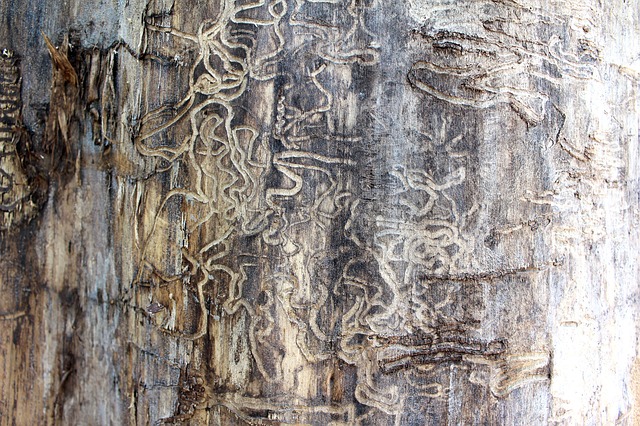 telltale-signs-of-termites