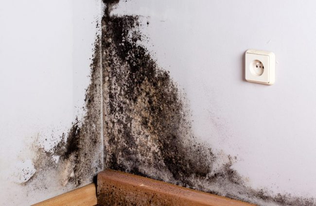 Basement-Mold-How-Basement-Mold-Appears