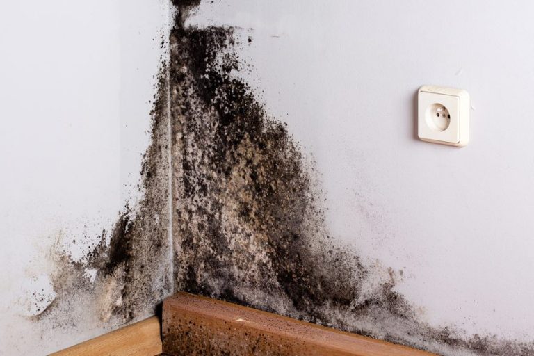 Basement-Mold-How-Basement-Mold-Appears