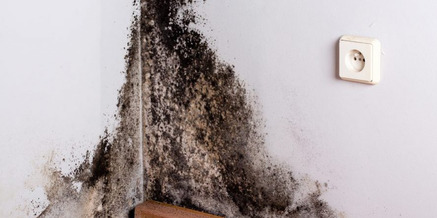 Basement-Mold-How-Basement-Mold-Appears