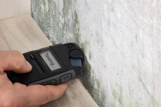Mold-Inspection-and-Testing-When-Should-You-Inspect-for-Mold