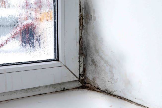 How-to-Identify-and-Tackle-Mold-in-Your-Home