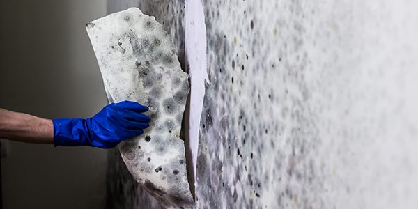 Removing mould from the wall in the house. Hand in blue glove te