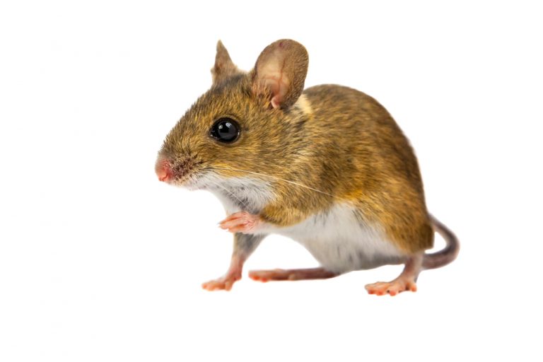 Protecting-Your-Home-From-Critters