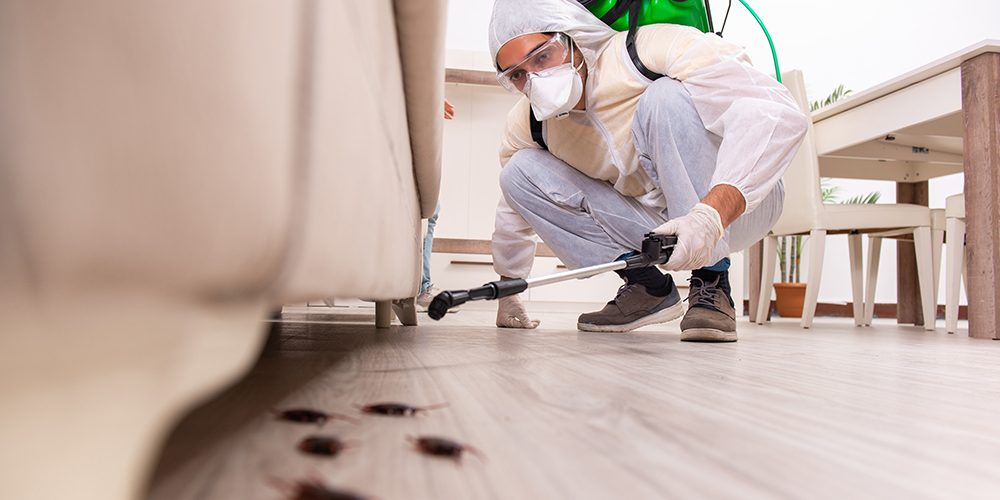Home-Maintenance-Tips-looking-to-Save-Money-Catch-Those-Pesky-Termites