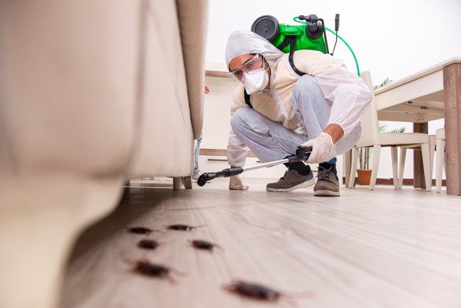 Home-Maintenance-Tips-looking-to-Save-Money-Catch-Those-Pesky-Termites