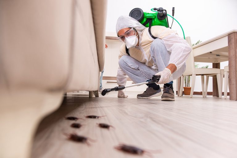 Home-Maintenance-Tips-looking-to-Save-Money-Catch-Those-Pesky-Termites