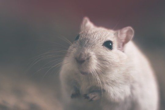 Ridding-Your-Home-of-Rodents