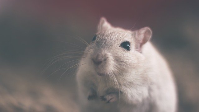 Ridding-Your-Home-of-Rodents