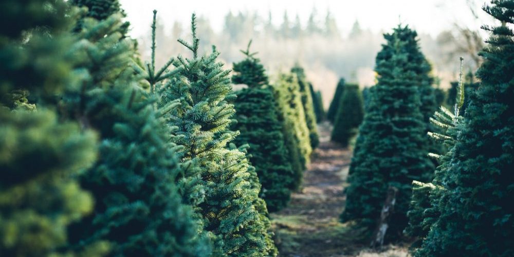 3-Ways-To-Keep-Your-Christmas-Tree-Fresher-Longer