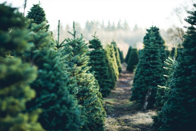 3-Ways-To-Keep-Your-Christmas-Tree-Fresher-Longer