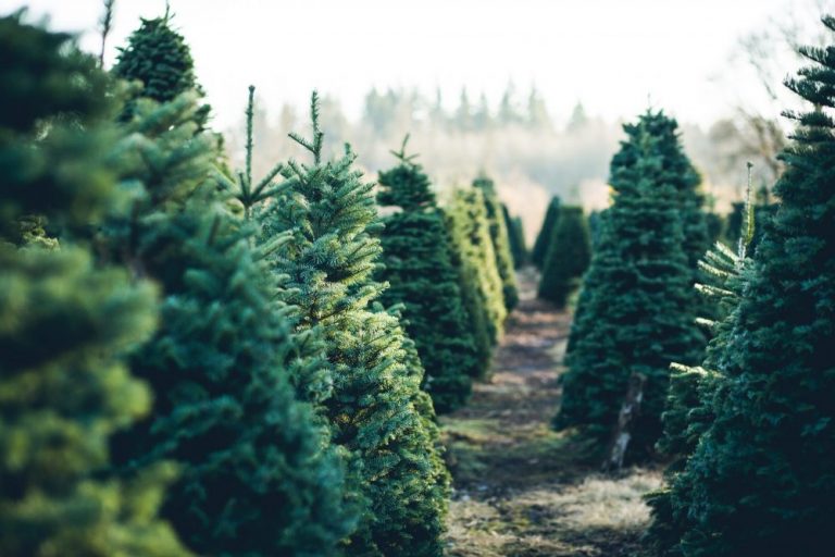 3-Ways-To-Keep-Your-Christmas-Tree-Fresher-Longer